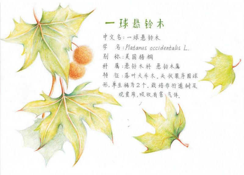 1594608752915702.jpeg 图片2.jpg